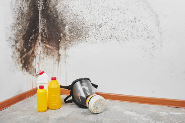 Best Toxic Mold Removal  in Alexandria, KY