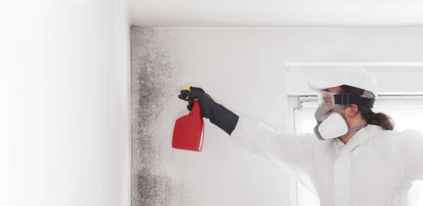 Best Mold Damage Repair  in Alexandria, KY