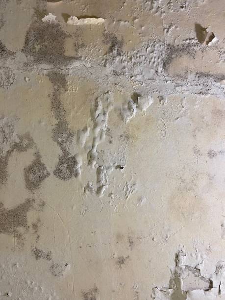Best Mold Removal and Inspection  in Alexandria, KY