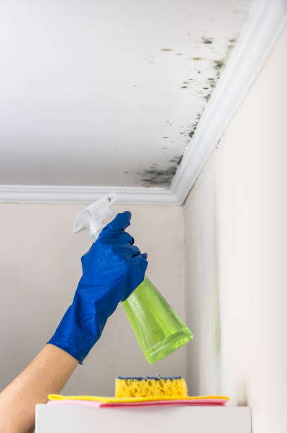 Best Attic Mold Removal  in Alexandria, KY